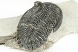 Detailed Hollardops Trilobite - Excellent Eye Preservation #204493-5